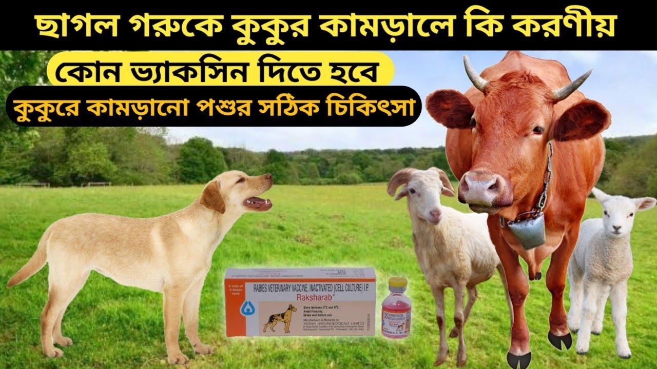 কুকুর কামরালে ভ্যাকসিন ও চিকিৎসা ||Vaccines and treatment for goats and cows infected by dogs