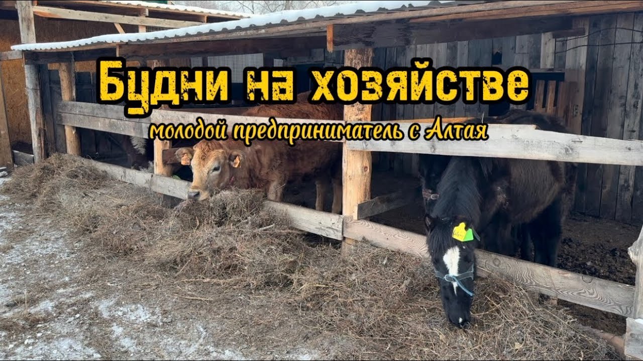 Будни на хозяйстве// Приучаем дикую кобылу// новый канал про сельское хозяйство 