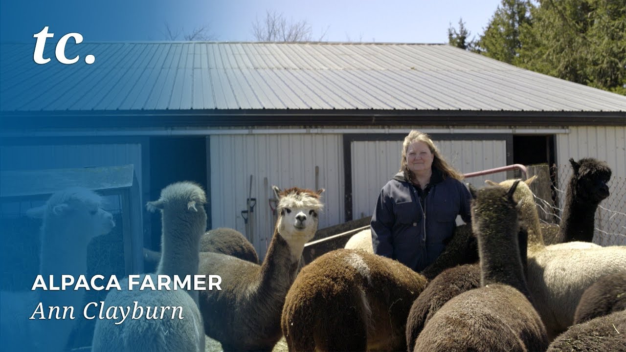 Electrician Turned Alpaca Farmer Makes a Career Out of Cuteness