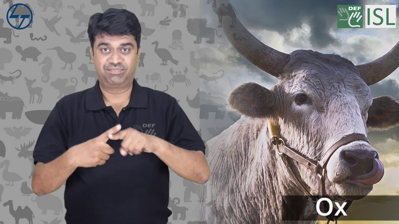 Animals and Insects (Indian Sign Language)