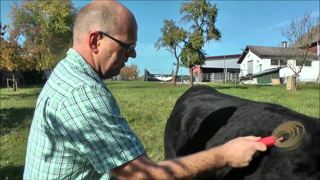Besuch bei der Wagyu Farm Virngrund Wagyu