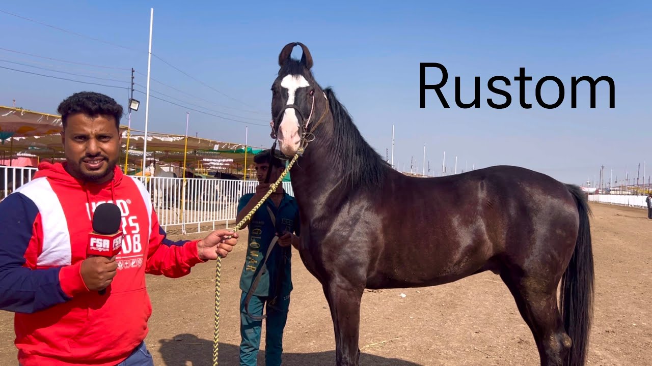 Bloodline is Unknown, But Stallion Rustom Is A Head-Turner at Sarangkheda Horse Fair 2023