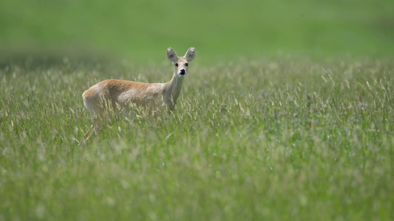 Water deer doe barking