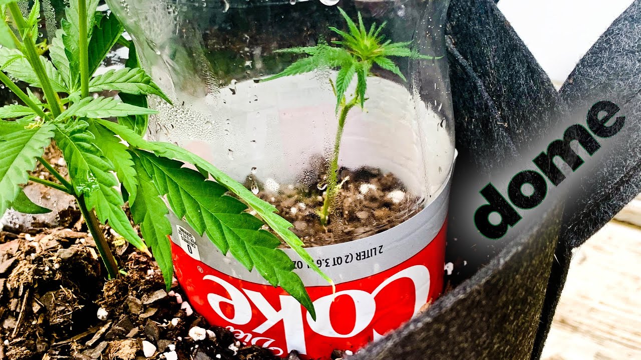 Free Humidity Dome Hack for Small Weed Plants and Sproutlings &ndash; Recycle Plastic Bottles
