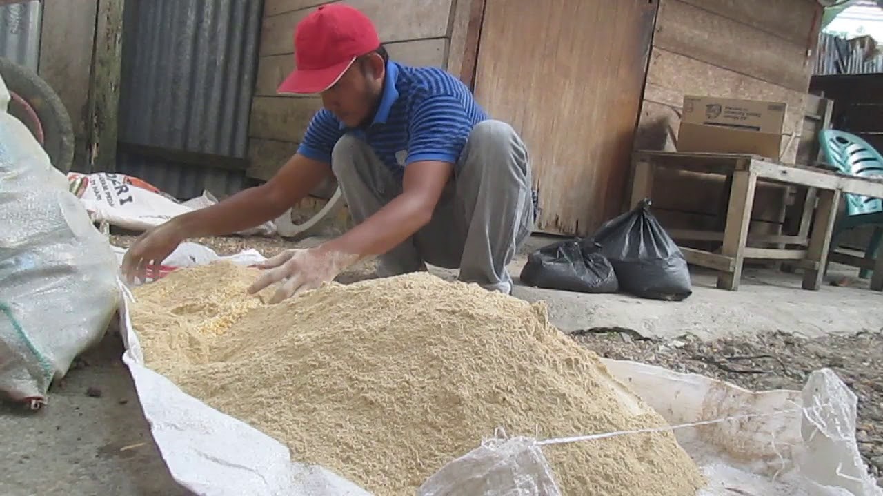 TIPS RACIK PAKAN AYAM KAMPUNG, 3 BULAN PANEN