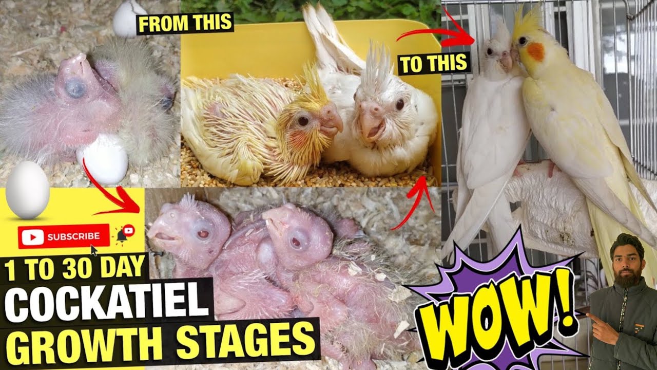 Cockatiel Chicks Growth Stages,Day 1 To Day 45 | About Cockatiels Mating | AB Pet House
