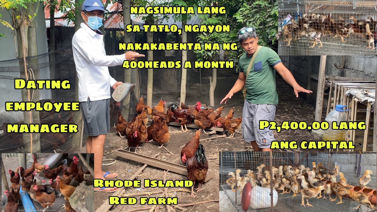 32HEADS LANG NA RHODE ISLAND KAYA NG MAGBIGAY NA KITA NG 40-60K KADA BUWAN | FROM EMPLOYEE TO FARMER