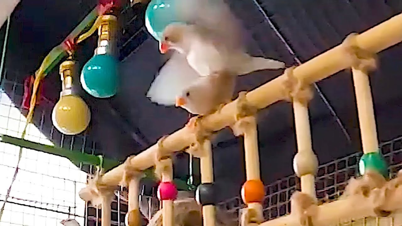 Zebra Finch Sweethearts ❤️