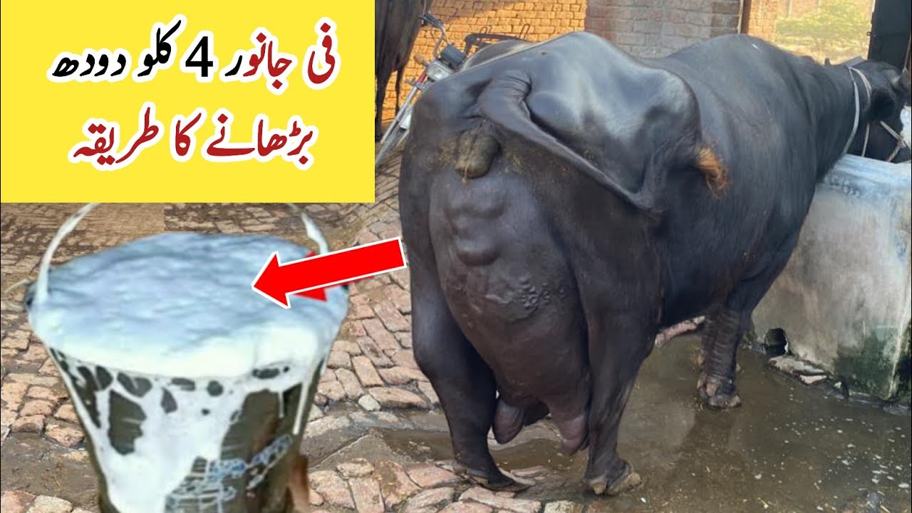 Wanda Formulla to Increase 4 Kg Milk Production of  Cow Buffalo  ll Doodh Badhany ka tarika Muzamil