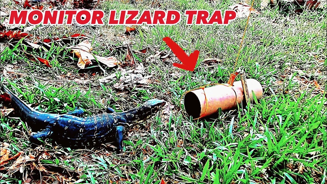 BAYAWAK TRAP using PVC Pipe | How to make Monitor Lizard trap very effective | Part 1