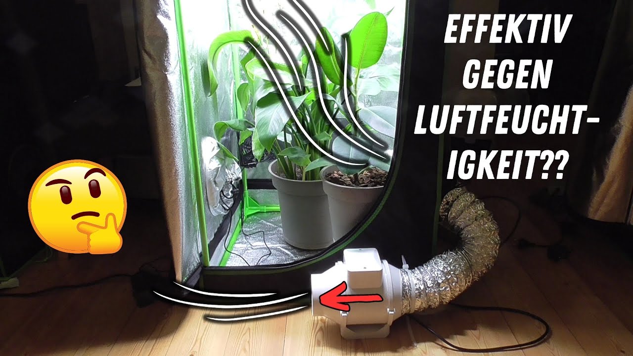 Test: L&uuml;fter unten gegen hohe Luftfeuchtigkeit | Growbox Luftfeuchtigkeit senken