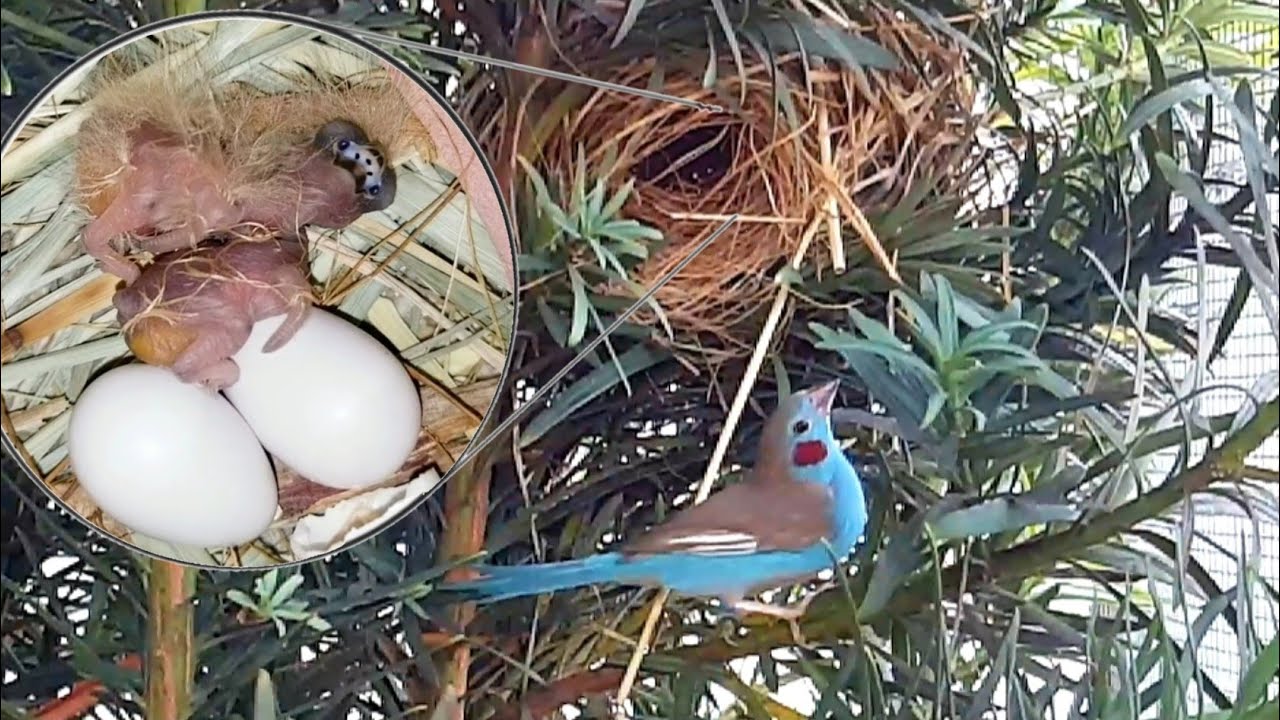 Red cheek cordon bleu (Uraeginthus bengalus) Day by Day in the nest | Birds Mating