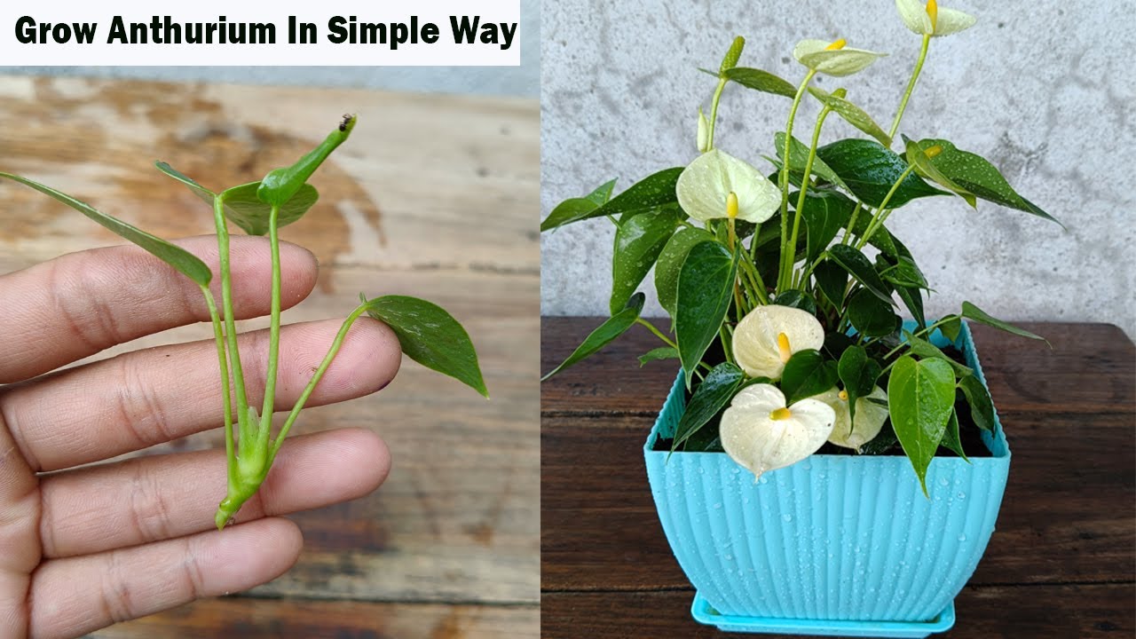 Anthurium Propagation -Very Simple Method