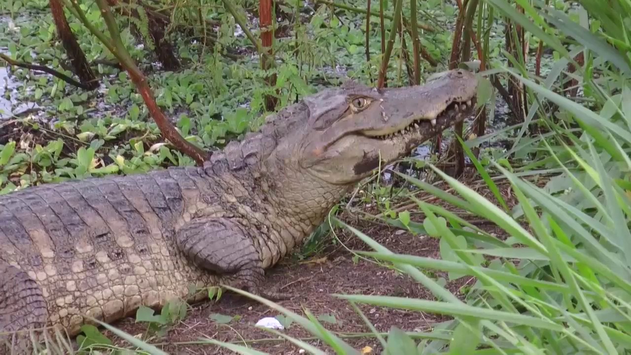 Babilla de 2 metros de largo sali&oacute; de la ci&eacute;naga Miramar.