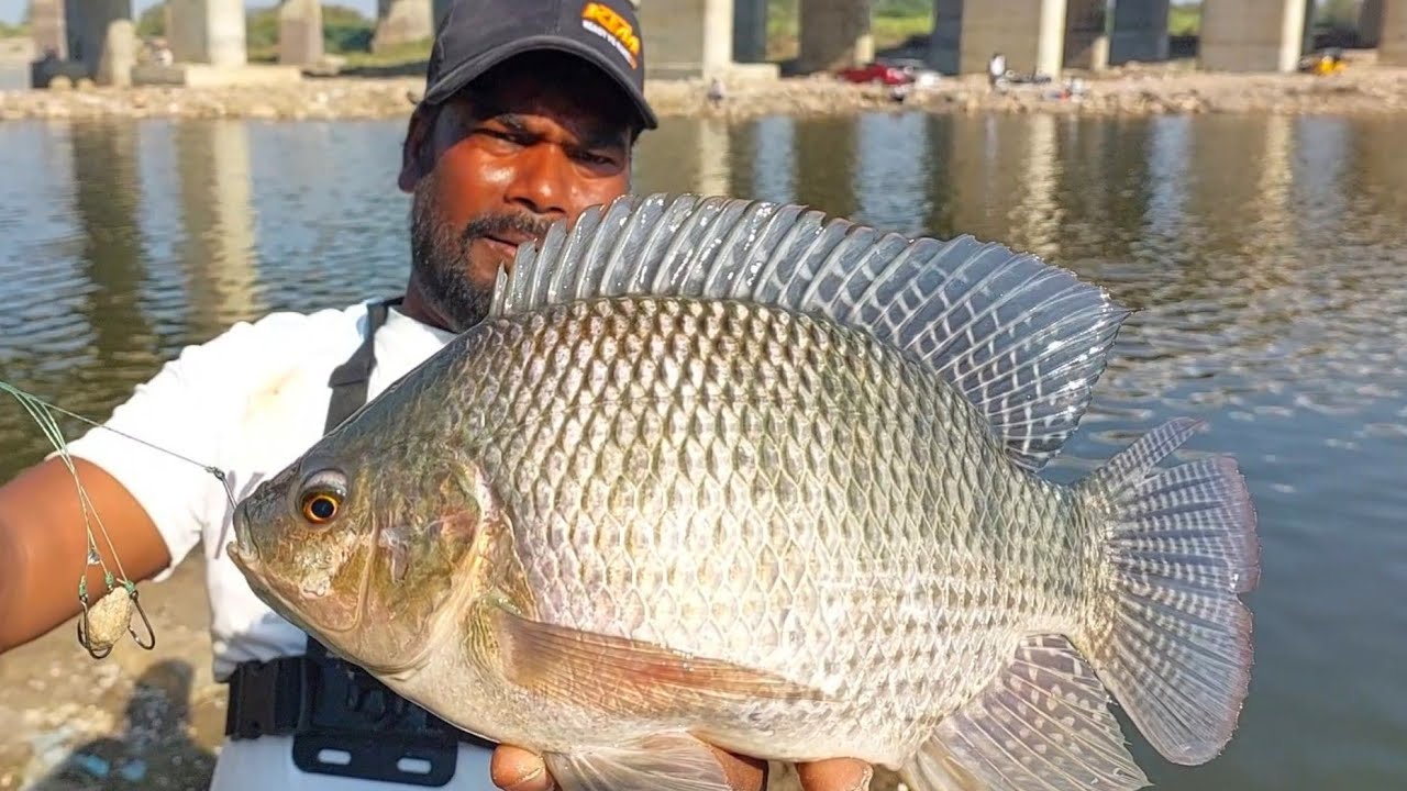 Big Tilapia fishing videos | Wallago Attu catfish Hunting | Rohu fishing Technique | Catla fish