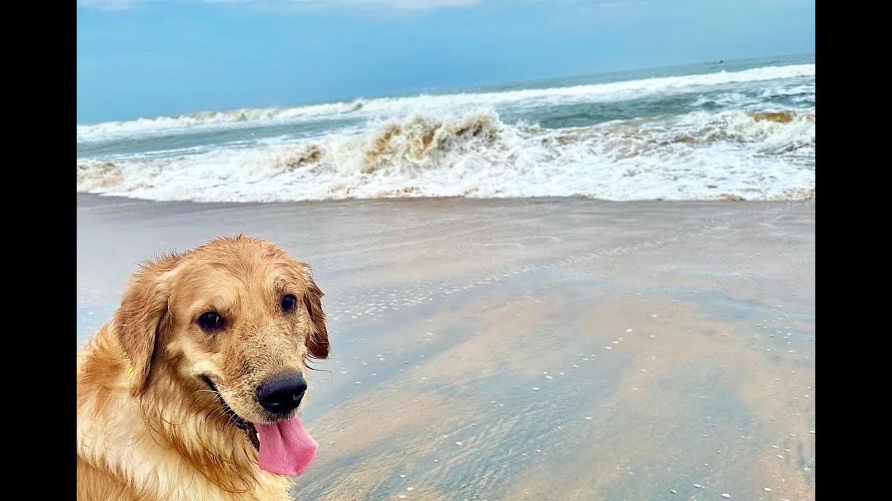 Onboard a Golden Retriever in the beach 🐶 | #dog #goldenretriever