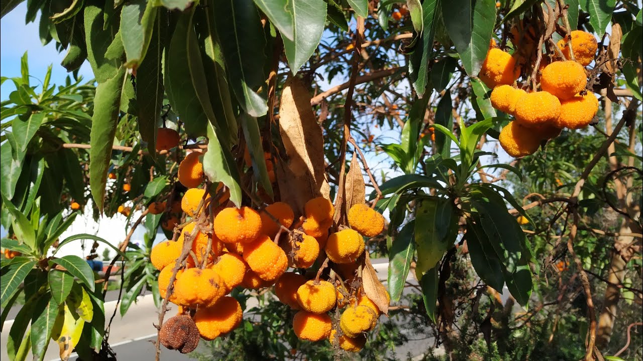 Arbutus canariensis - Endemic Strawberry Tree is the only Canary island fruit worth growing