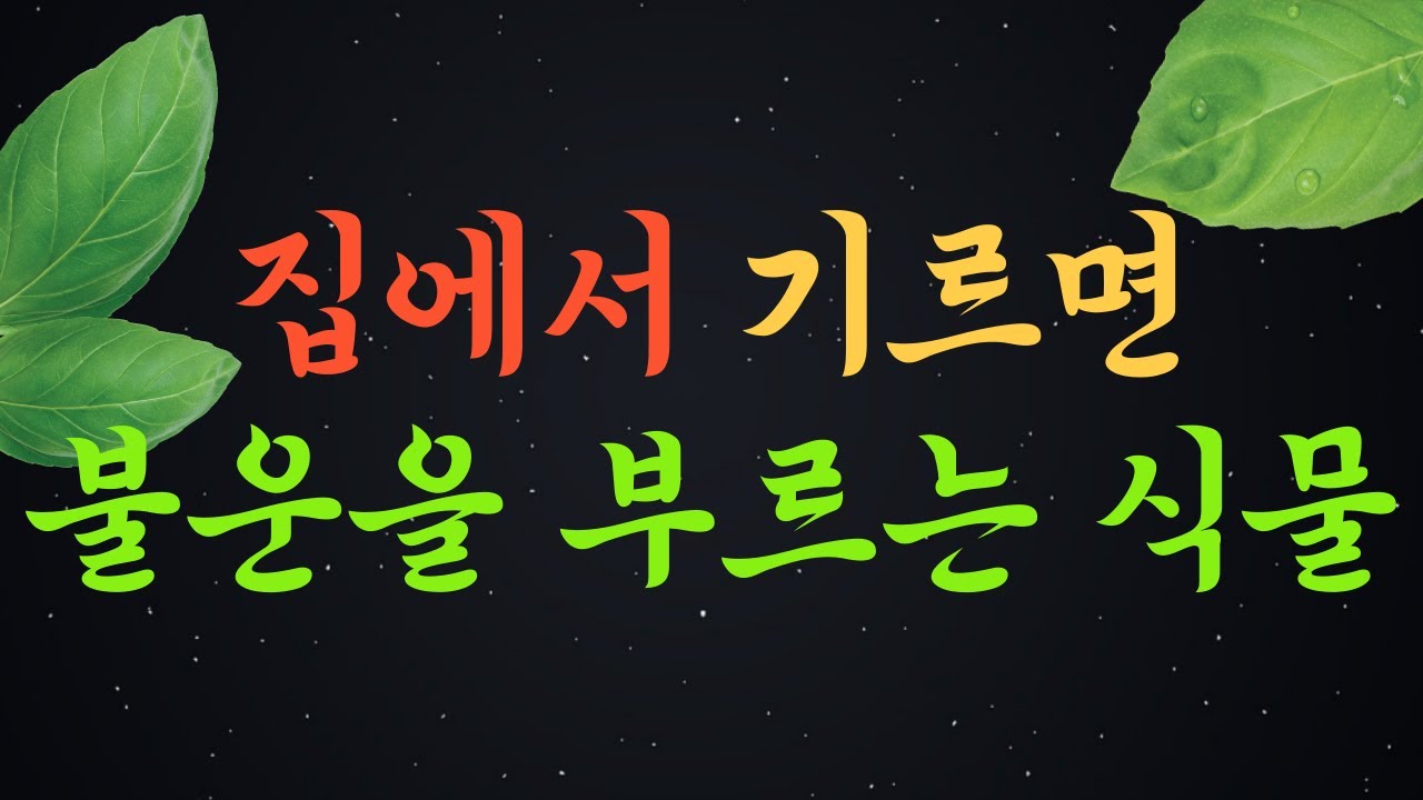 집에 들이면 운이 꺽이는 식물 | 풍수 인테리어 | 풍수 조언 | 식물 풍수