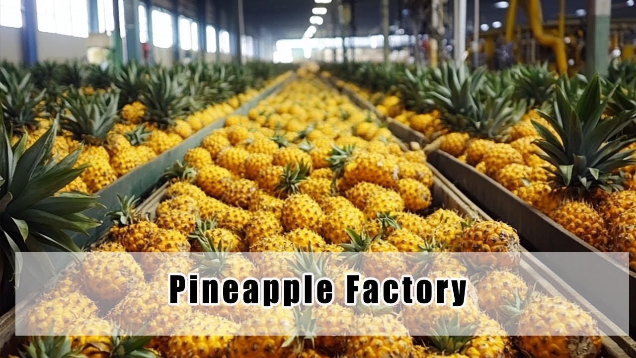 The Pineapple Factory: How Pineapples Are Processed