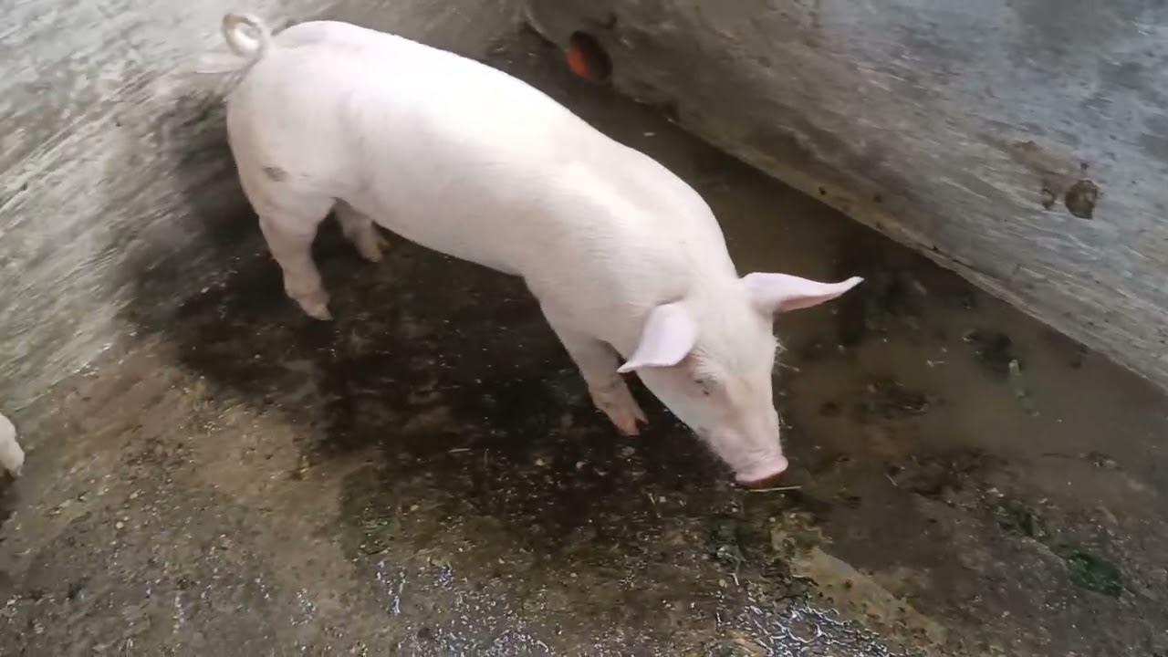 Natural way ng pag gamot sa nag Tatae na biik