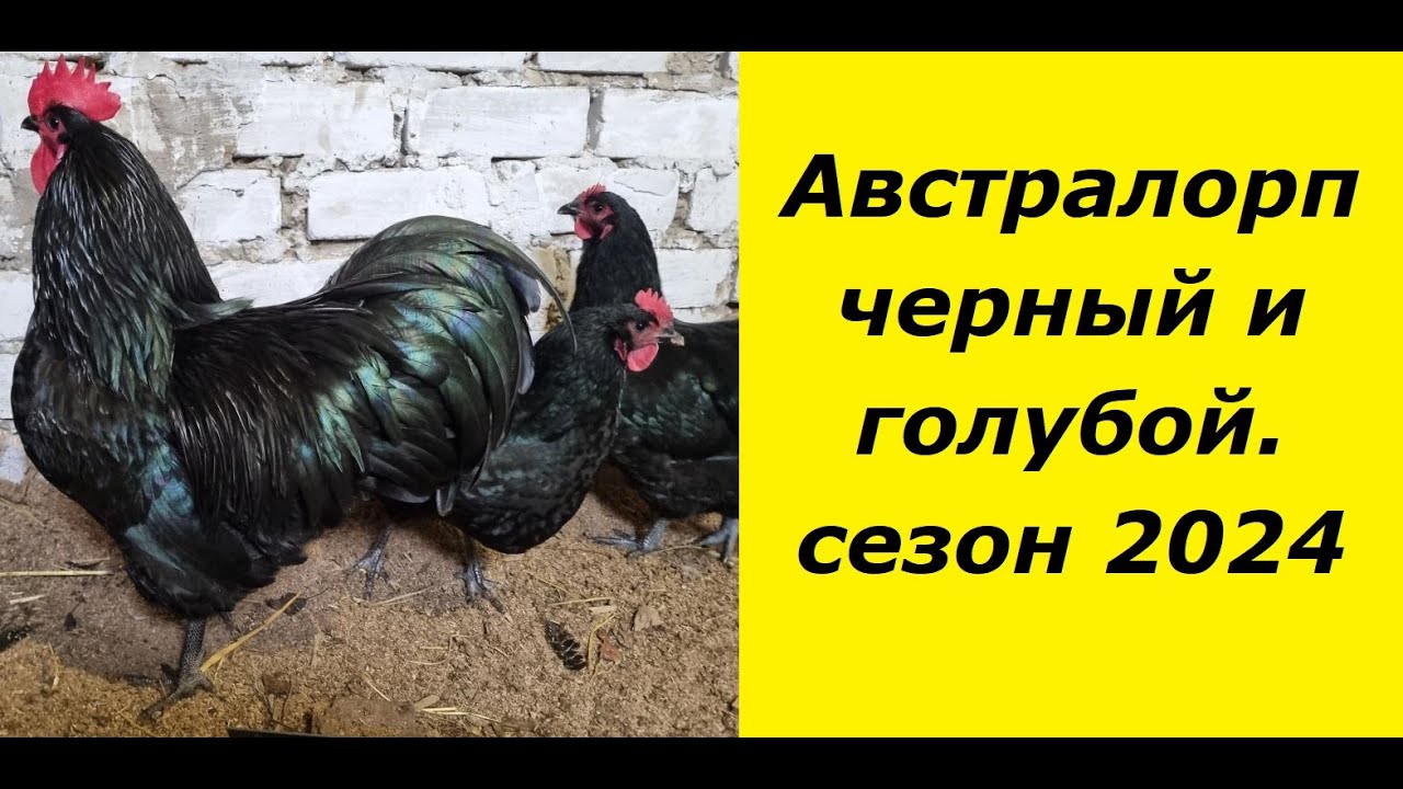 Сезон 2024. Порода курей Австралорп чёрный и Австралорп голубой. Australorp chickens black and blue.