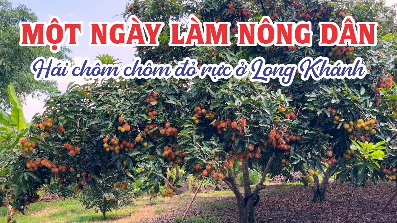 Một ngày làm nông dân. Hái chôm chôm đỏ rực ở Long Khánh