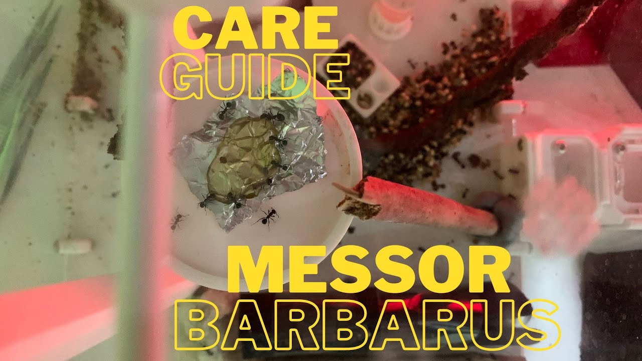 Messor Barbarus Care Guide