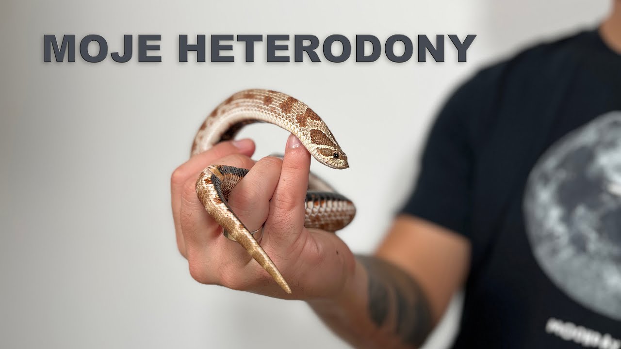 HETERODONY ZACHODNIE z mojej hodowli 🐽🐍