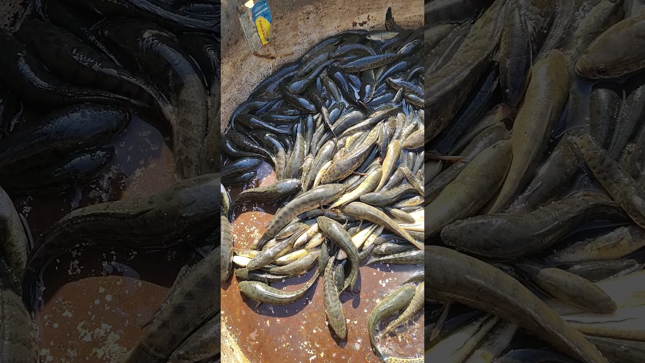 New Machli #sachin_rimas #machli #fish #market #machlimarket