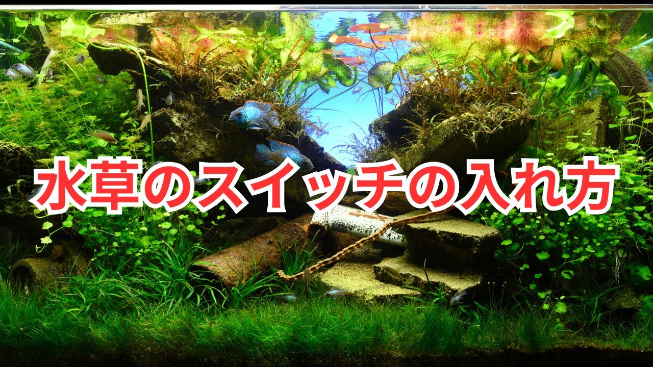 水草の「スイッチ」を入れるコツ