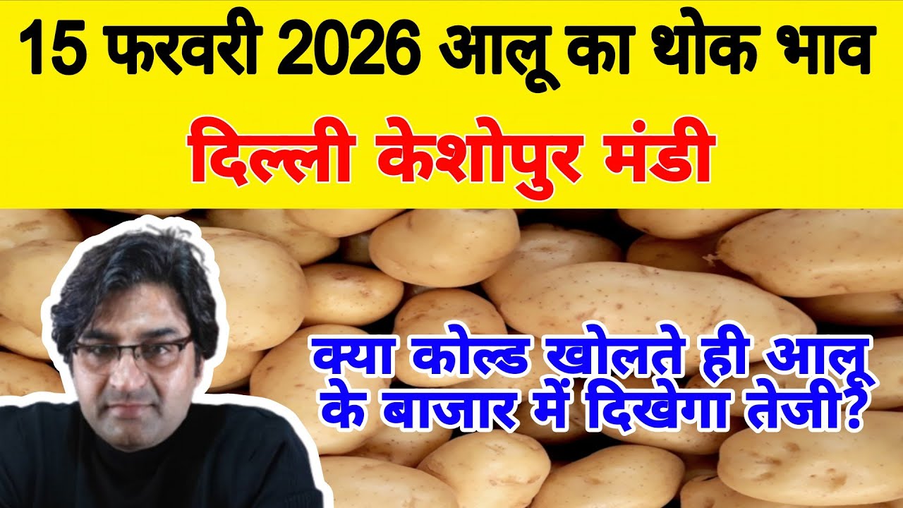दिल्ली आलू का भाव | 🥔potato market price today | Today Potato rate | 15 Feb 2026 #potato #Aalukebhav