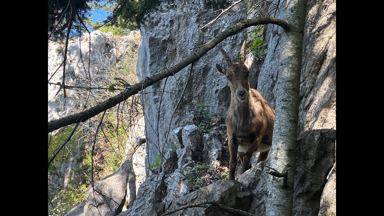 Gebirgsvereins Klettersteig  C/D | Seriál: Na ferraty se Sígou | HIGH POINT