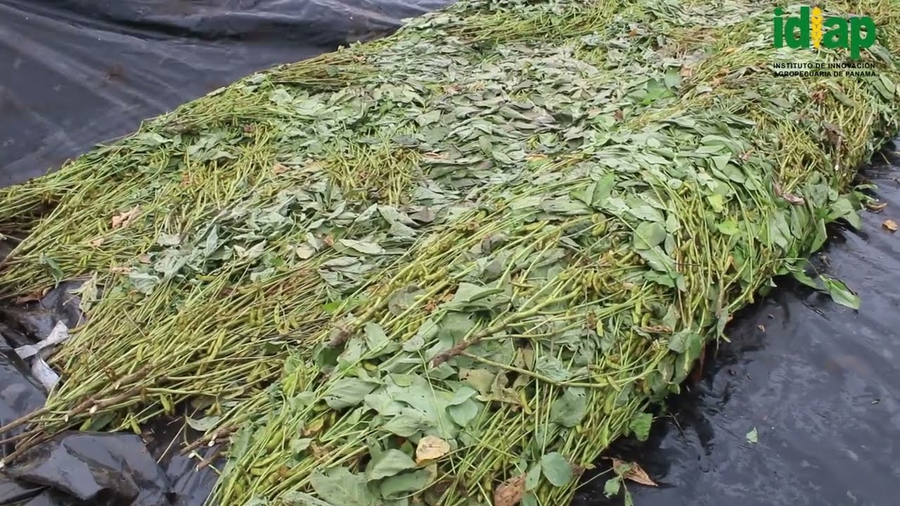 Soya Forrajera Candeja - 17