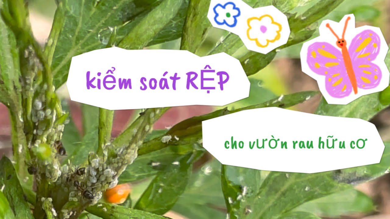034 KIỂM SOÁT RỆP tự nhiên cho vườn rau hữu cơ trên sân thượng tại nhà @Samily