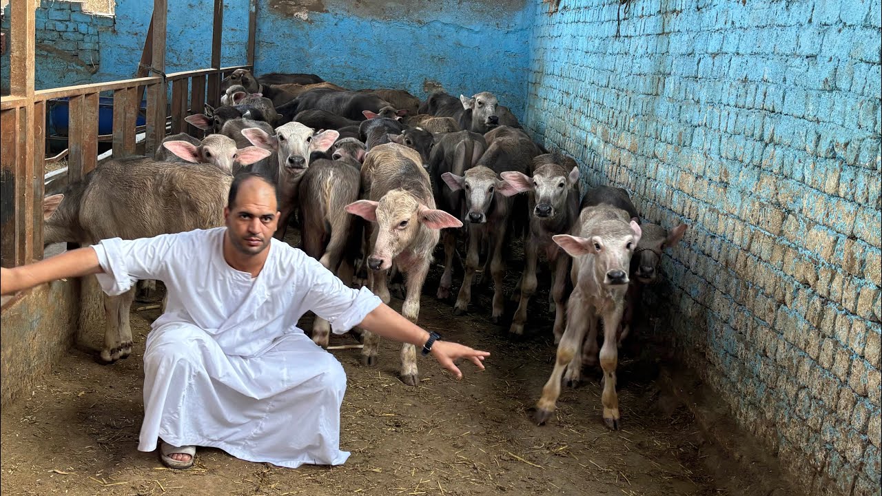 ‏الحق نفسك أسعارنا ابتداء من 11,000 الكل يركز هنا لتحسين السلالة بالجاموسة المنوفى 01022537846￼
