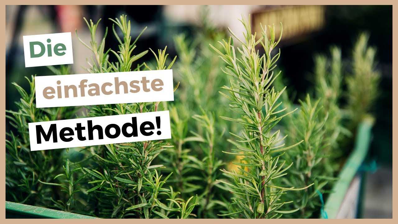 Rosmarin vermehren 🌿 So klappt die Stecklingsvermehrung bei Kräutern!