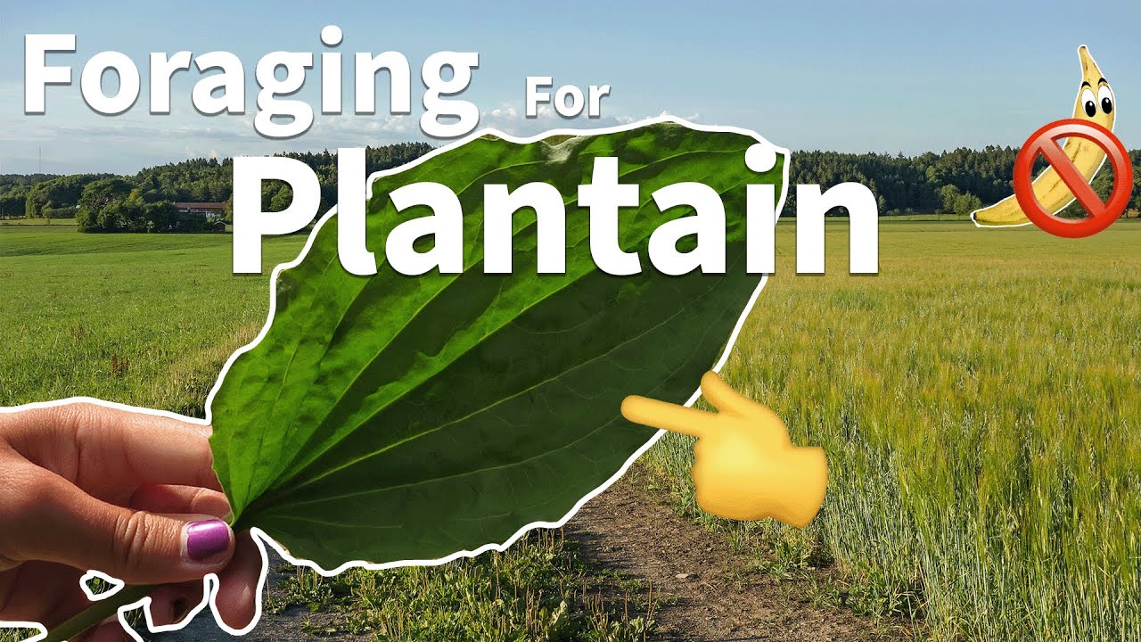 Foraging For Plantain 🌿🔎
