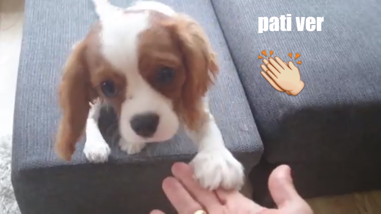KÖPEKLERE PATİ VER KOMUTU NASIL ÖĞRETİLİR?