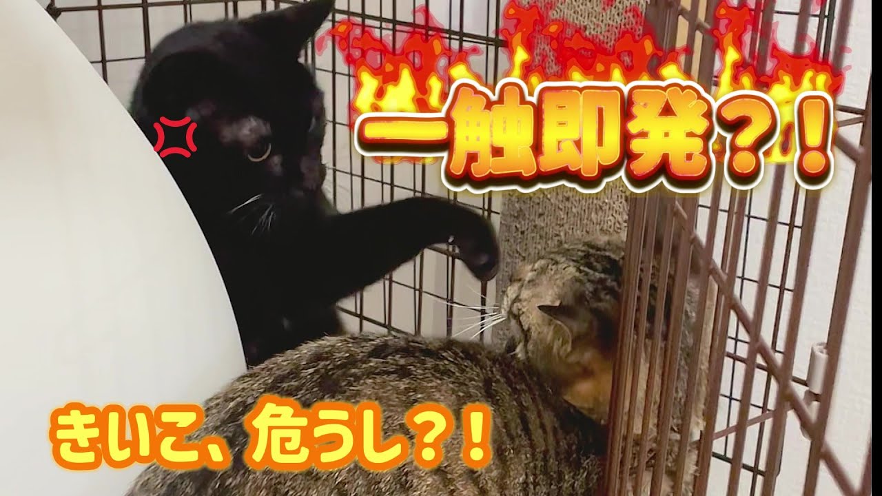 挨拶に厳しい母猫。
