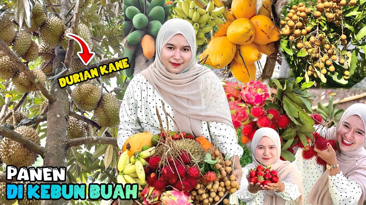 Panen buah-buahan dikebun | Sop buah segar