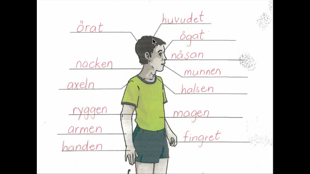Kroppen
