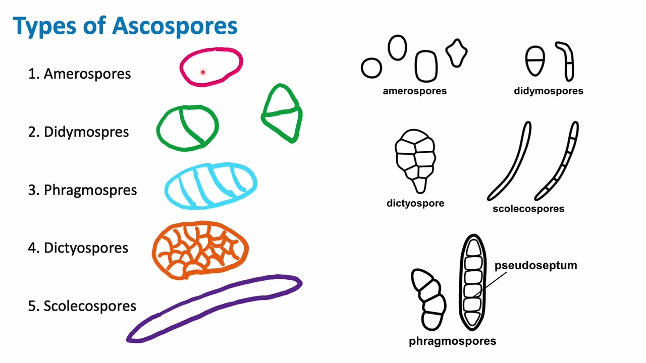 Types of Ascospores | Mycology | Biology