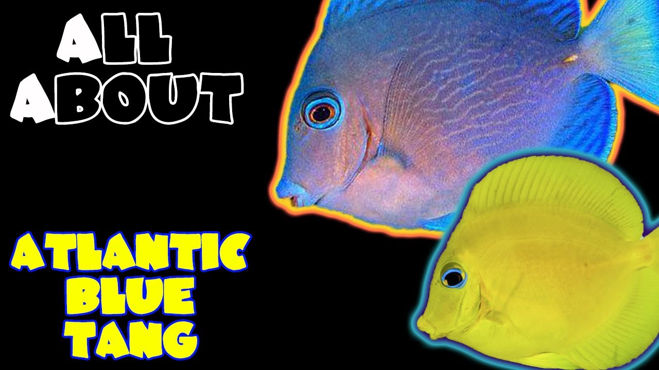 All About The Atlantic Blue Tang or Blue Caribbean Tang or Blue Tang Surgeonfish or Blue Tang