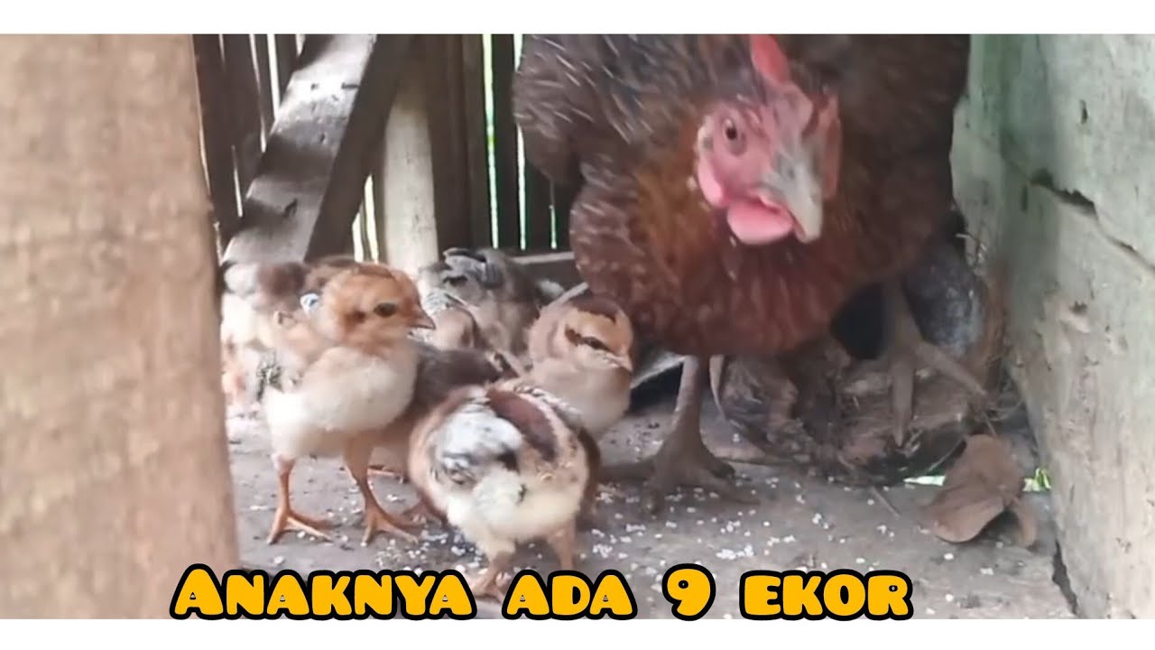Alhamdulillah anakan ayam kampung sudah menetas dan sehat 