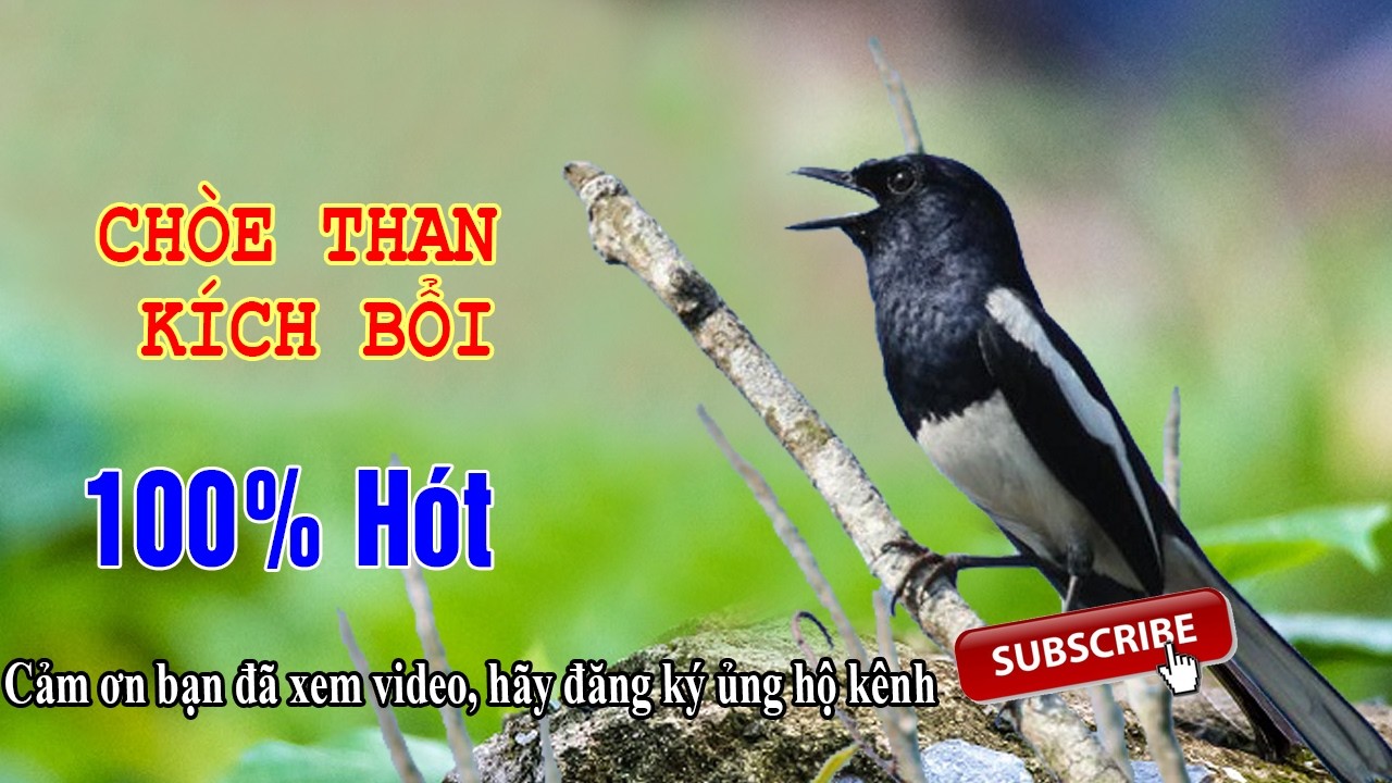 Tiếng Chích Chòe Than hót - Chòe than mồi hót nhiều giọng hay