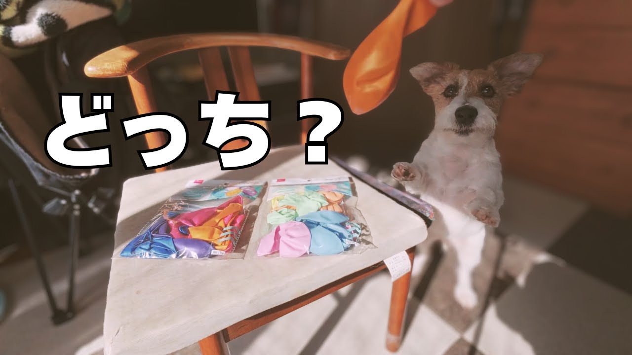 ダイソーの風船で遊ぶならコレ