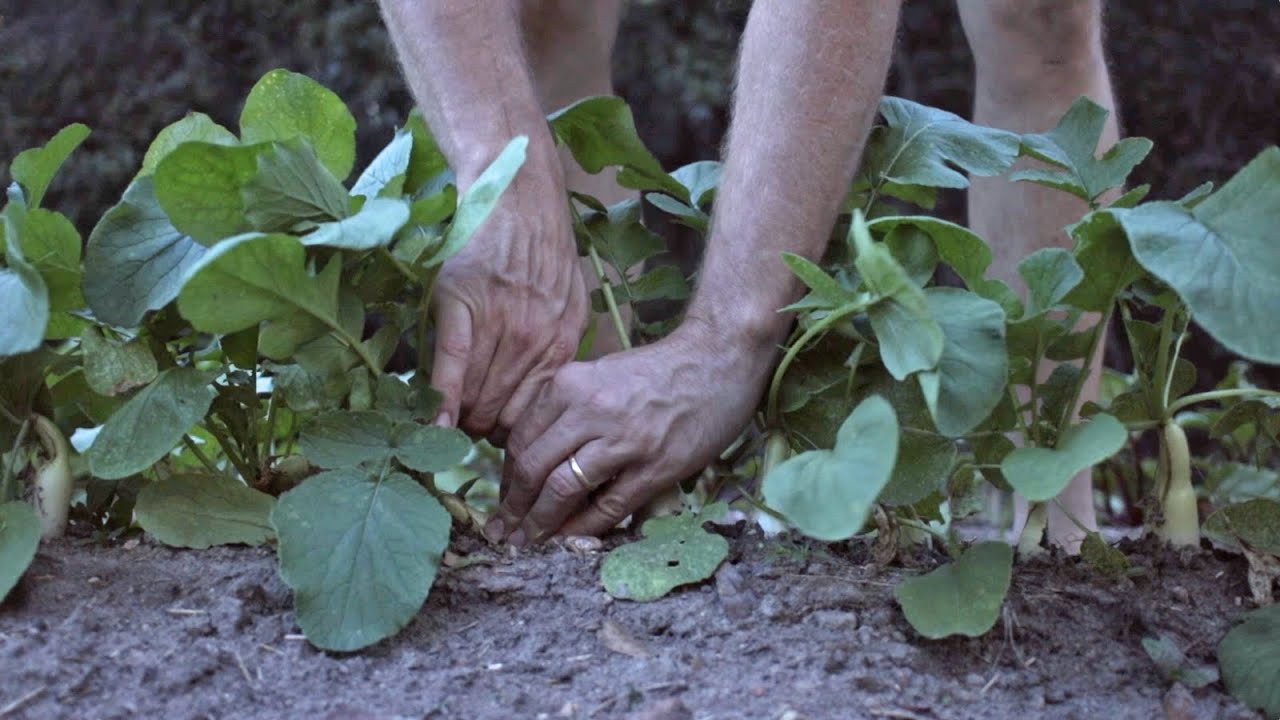 Survival Food Supply: Keep it EASY with SIMPLE Row Gardening! (No Irrigation, Minimal Fertilizer!)