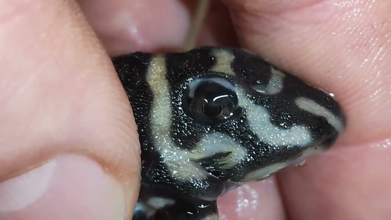 Jak przygotować akwarium do tarła Hypancistrus sp. L333 select