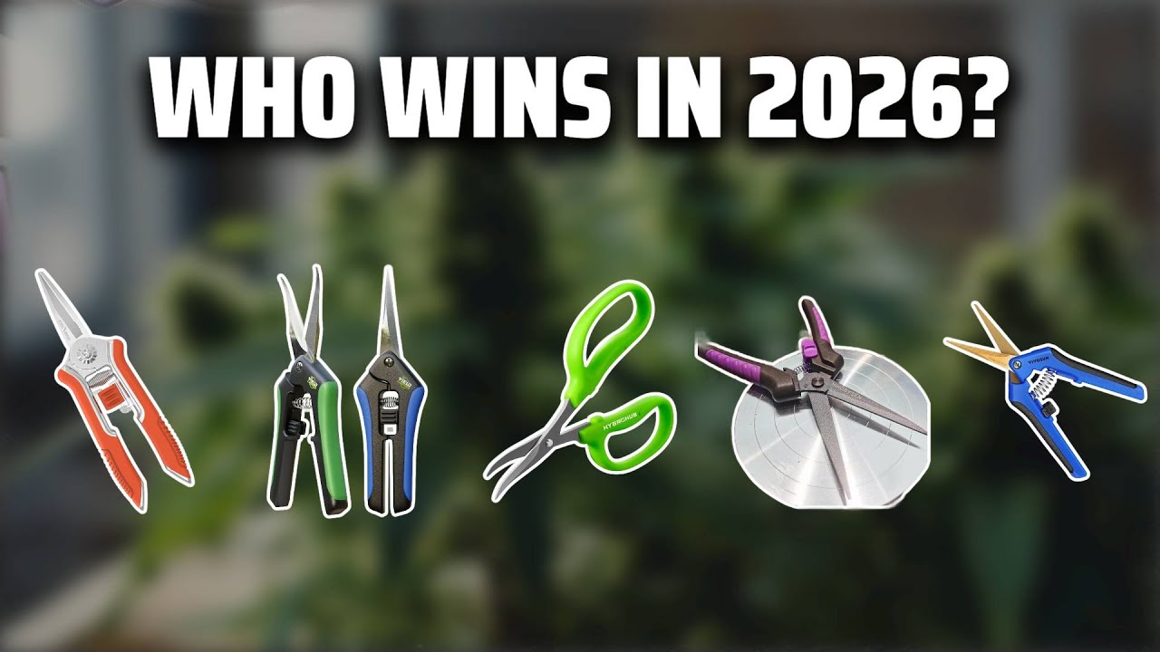 The Top 5 Best Curved Trimming Scissors in 2026 - Must Watch Before Buying!