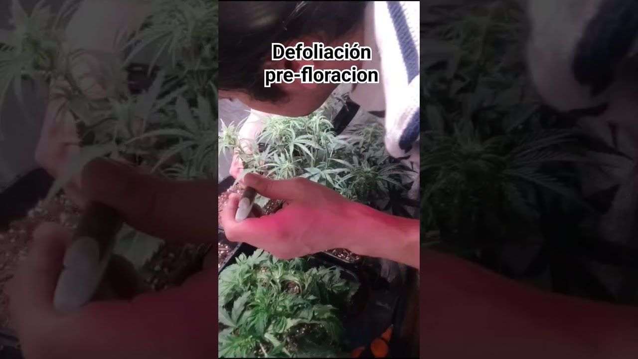 Defoliaci&oacute;n antes de floraci&oacute;n